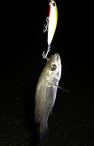 2010eMW-2.jpg
