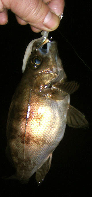 201152takahama-27.jpg