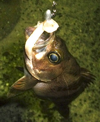 201152takahama-30.jpg