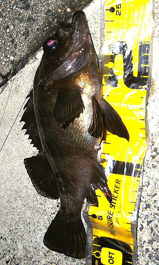 F-P225-6.jpg