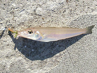 kisu-kaituka-11.jpg