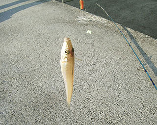kisu-kaituka-14.jpg