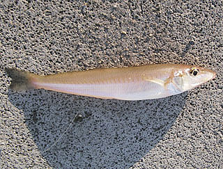 kisu-kaituka-15.jpg