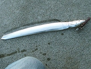 kisu-kaituka-17.jpg