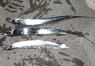kisu-kaituka-18.jpg