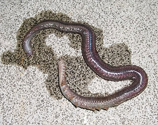 kisu-kaituka-19.jpg