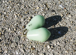 kisu-kaituka-8.jpg