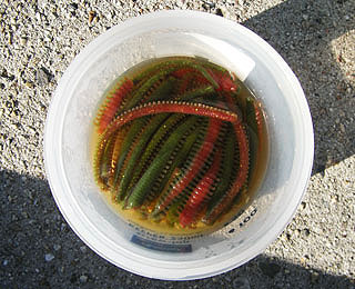 kisu-kaituka-9.jpg