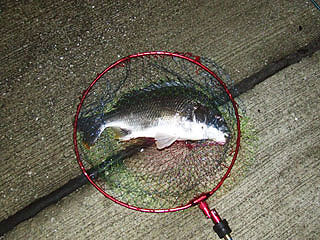 namihayatininngu2-14.jpg