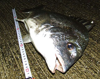 namihayatininngu2-19.jpg