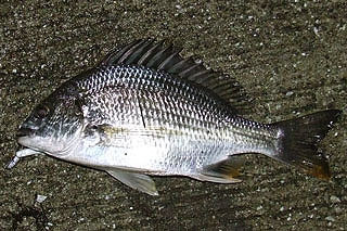 namihayatininngu2-21.jpg