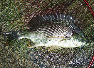 namihayatininngu2-5.jpg