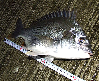 namihayatininngu2-7.jpg