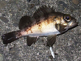tanigawamebaru6.jpg