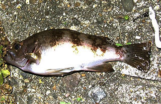 wada-mebaring2.jpg