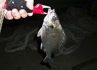 25cm.jpg