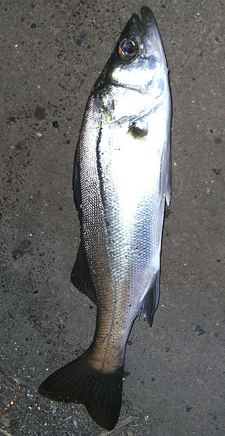 S-sabass-2.jpg