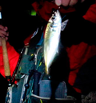 ajing-2.jpg