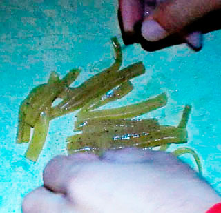 ajing-4.jpg
