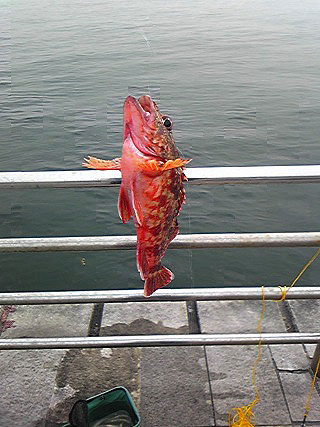 awaji-tubasakou-12454.jpg