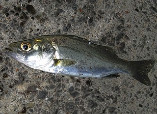 cearbass.jpg