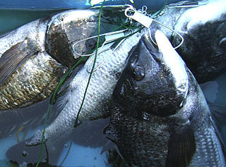 hokko2010-29.jpg