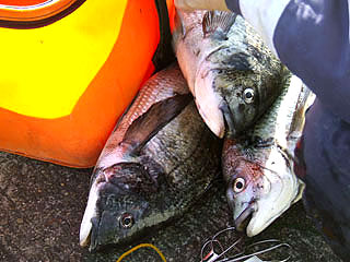 hokko2010-3.jpg