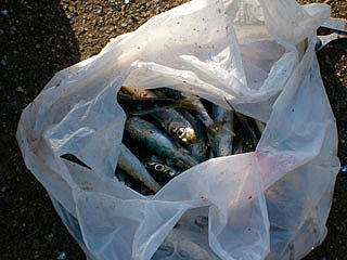 kamome25.jpg