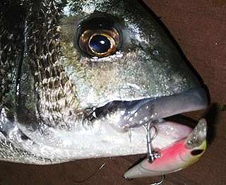 maisima12.jpg