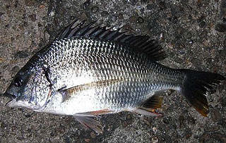 namihaya2009-18.jpg