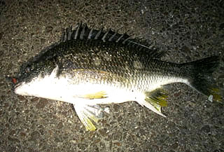 namihaya2009-20.jpg