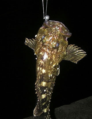 namihaya2009-21.jpg
