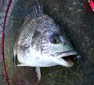 namihaya2009-26.jpg