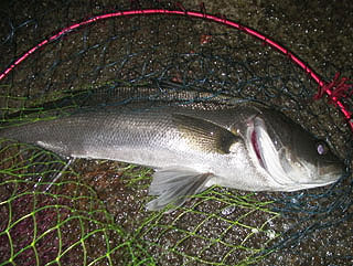 namihaya2009-3.jpg