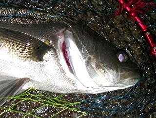namihaya2009-6.jpg