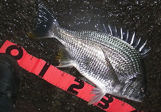 namihaya2009-8.jpg