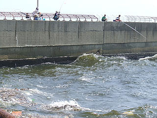 nankouuoturi17.jpg