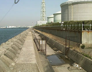 negiyo-senbokuA17.jpg