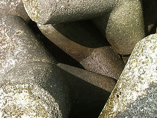 negiyo-senbokuA19.jpg