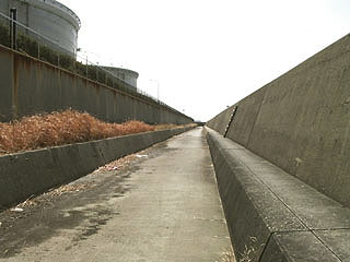 negiyo-senbokuA6.jpg