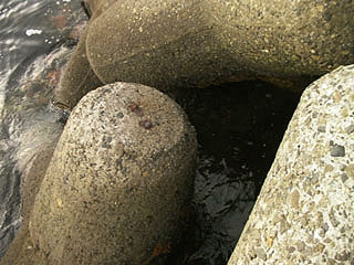 nisitotori8.jpg