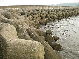 nisitotori9.jpg