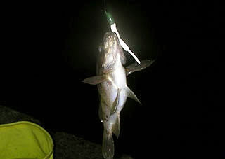 obase24.jpg