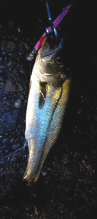 sae-bass-s.jpg
