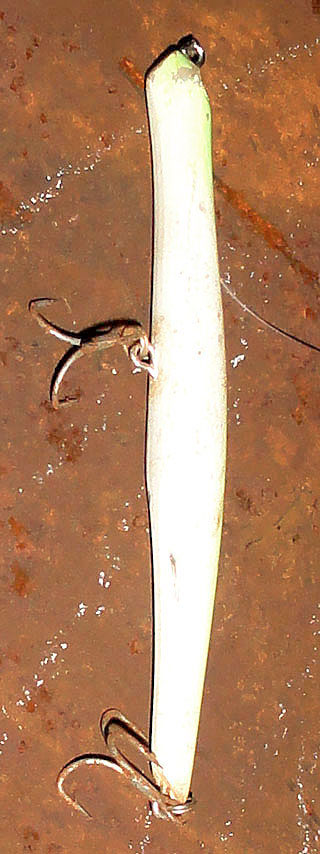 seabass-Ny-1.jpg