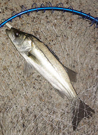 seabass-Ny-2.jpg