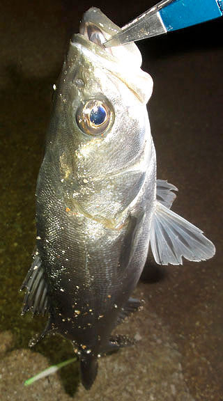 seabass-Ny-3.jpg