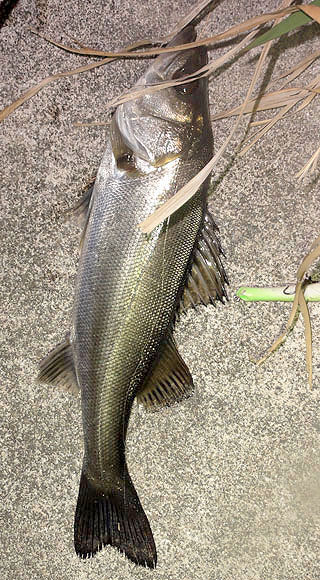 seabass-Ny-5.jpg