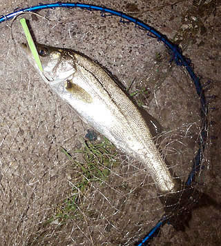 seabass-Ny-6.jpg
