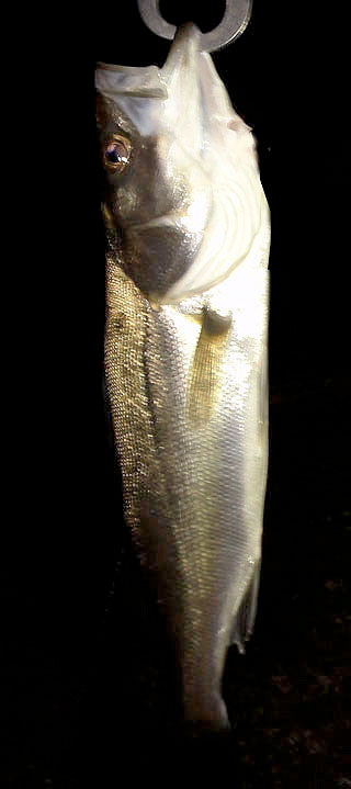 seabass-Ny-9.jpg